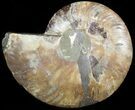 Agatized Ammonite Fossil (Half) #45525-1